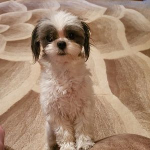 Meet your Posher, Janice